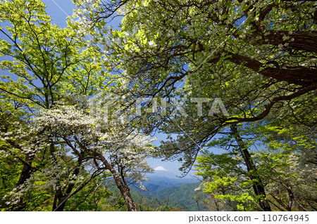 白棕櫚杜鵑花盛開的丹澤和從塔嶽山脊線看到的殘雪富士山 白棕櫚杜鵑花盛開的丹澤和從塔嶽山脊線看到的殘雪富士山 110764945