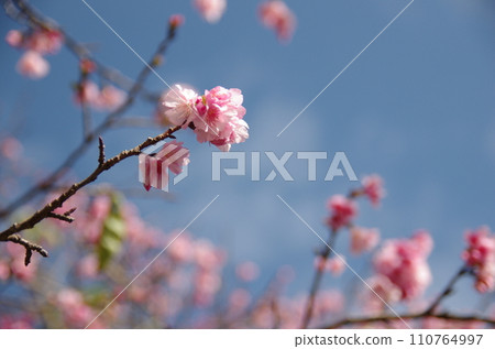 沖繩八重岳的櫻花 沖繩八重岳的櫻花 110764997