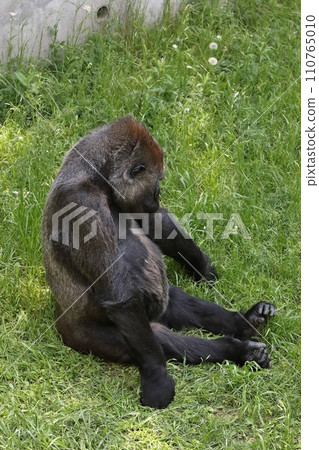 Cute gorilla sitting on the grass 110765010