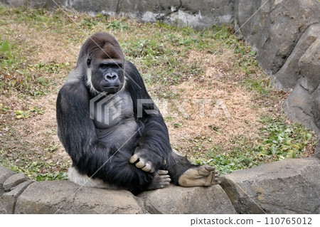 Male gorilla sitting and staring 110765012