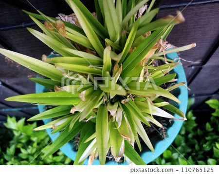 Close up of pandan plant Close up of pandan plant 110765125