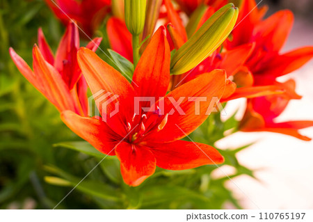 brightly colored lily flowers 110765197