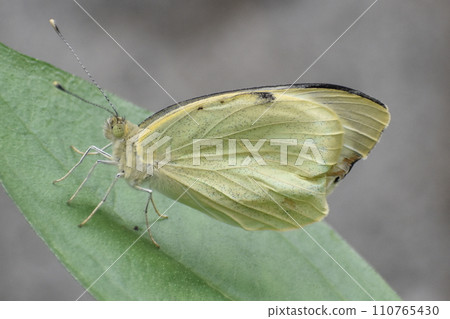 A white butterfly perching on a leaf A white butterfly perching on a leaf 110765430