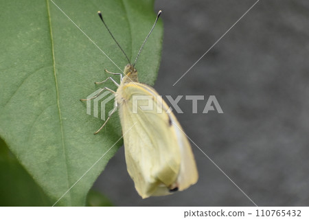 Butterfly stopping at the leaves Butterfly stopping at the leaves 110765432