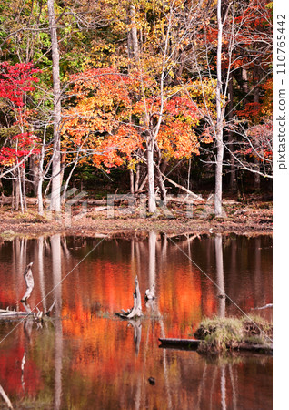 秋葉倒映在水面上 110765442
