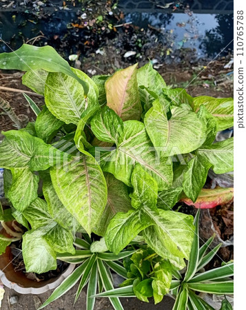 Close up of arrowhead plant  110765788