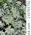 Close up of asthma herb plant  110765792