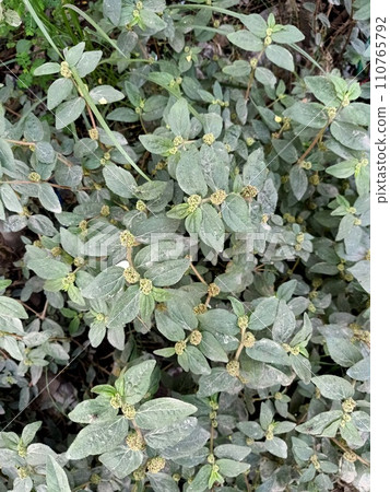 Close up of asthma herb plant  Close up of asthma herb plant  110765792