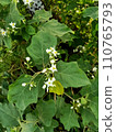 Close up of turkey berry plant  110765793