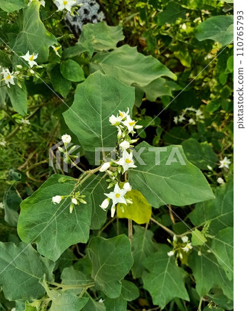 Close up of turkey berry plant  110765793