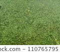 Close up of common duckweed plant  110765795