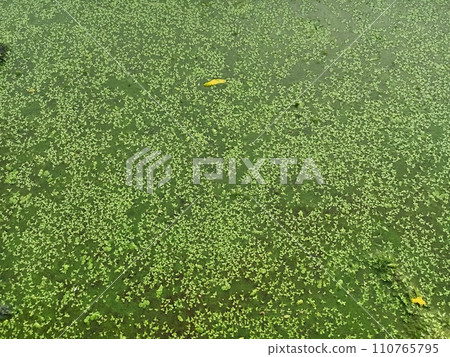 Close up of common duckweed plant  Close up of common duckweed plant  110765795