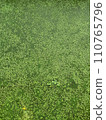 Close up common duckweed plant  110765796