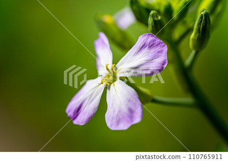 cute radish flower cute radish flower 110765911
