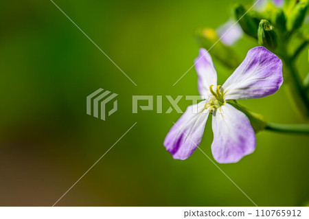 可愛的蘿蔔花 可愛的蘿蔔花 110765912