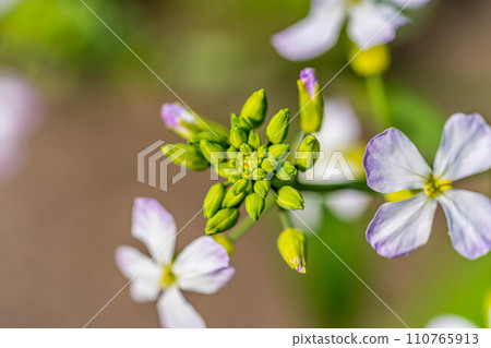 可愛的蘿蔔花 可愛的蘿蔔花 110765913