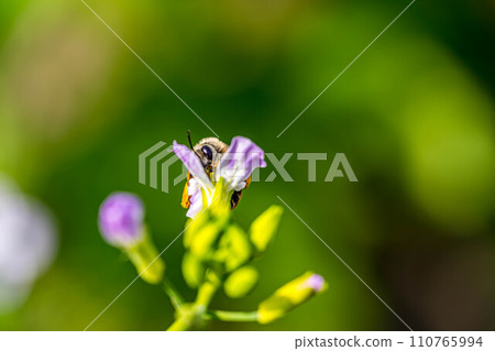可愛的蘿蔔花和蜜蜂 可愛的蘿蔔花和蜜蜂 110765994