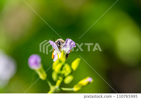 可愛的蘿蔔花和蜜蜂 可愛的蘿蔔花和蜜蜂 110765995