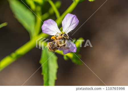 可愛的蘿蔔花和蜜蜂 可愛的蘿蔔花和蜜蜂 110765996