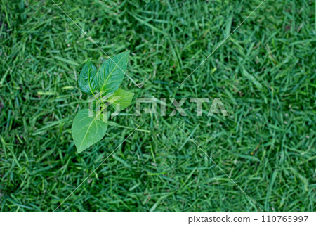 Mulching Mulching 110765997