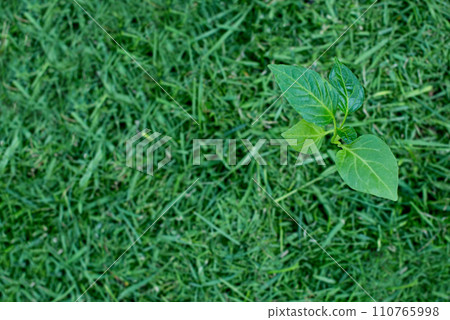 Mulching Mulching 110765998