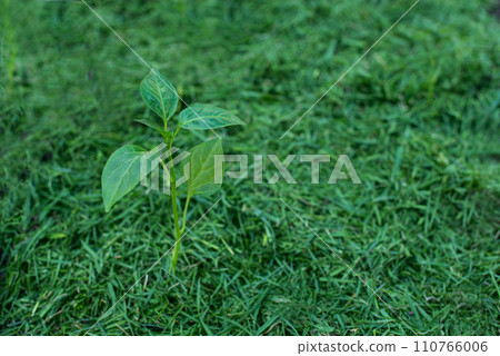 Mulching 110766006