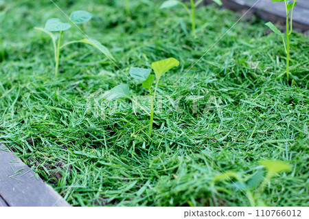 Mulching Mulching 110766012