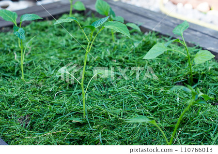 Mulching 110766013