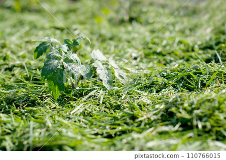 Mulching Mulching 110766015