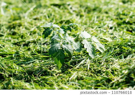 Mulching Mulching 110766018