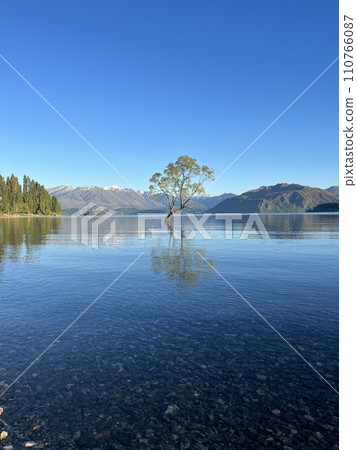 Famous tree in Wanaka, South Island, New Zealand 110766087