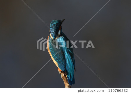 翠鳥的背影-美麗的背影與水邊風景 110766282