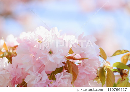 盛開的雙櫻花特寫（雙紅虎尾） 110766317
