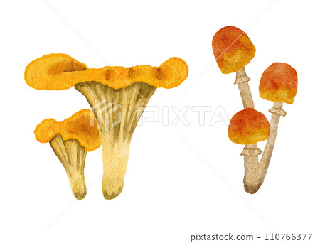 Hand drawn watercolor mushrooms, fungus forest wood fungi. brown woodland nature botanical illustration bolete chanterelle wild fall autumn edible cooking foraging. 110766377