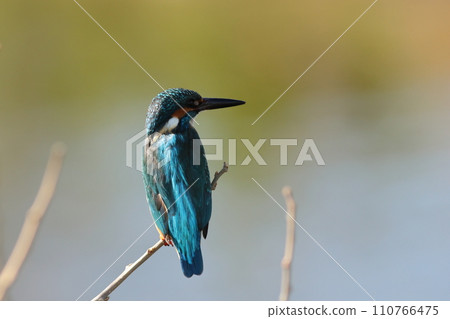 翠鳥依偎在美麗蒼白水景的背景下。 翠鳥依偎在美麗蒼白水景的背景下。 110766475