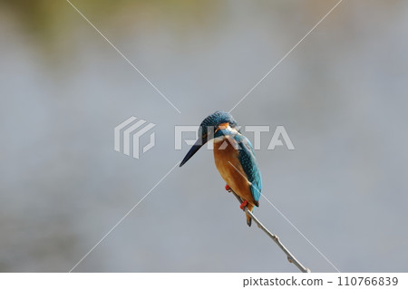 Landscape of a kingfisher perched on a background of uniform pale water 110766839
