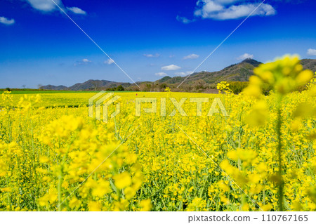 滿濃町中山團地的油菜花 110767165