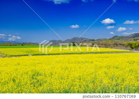 滿濃町中山團地的油菜花 110767169