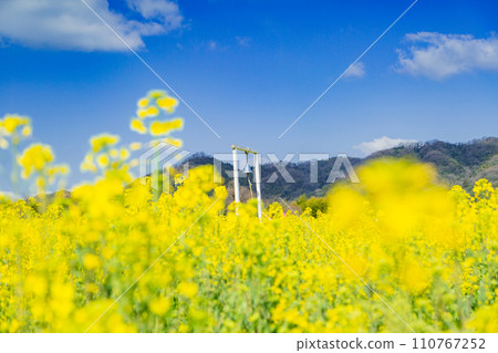 Nanohana in Nakayama Danchi, Mannou Town 110767252