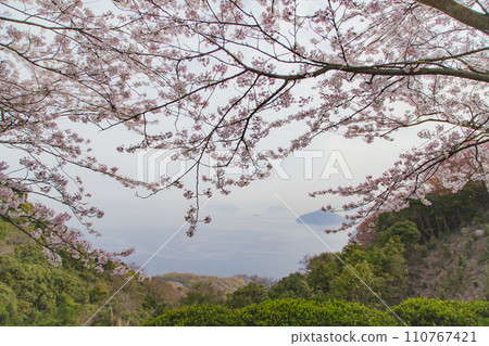 世界公認的櫻花名勝——汐出山 世界公認的櫻花名勝——汐出山 110767421