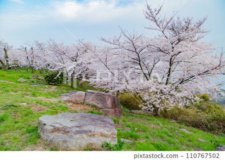 Shiudeyama, a famous place for cherry blossoms recognized by the world Shiudeyama, a famous place for cherry blossoms recognized by the world 110767502