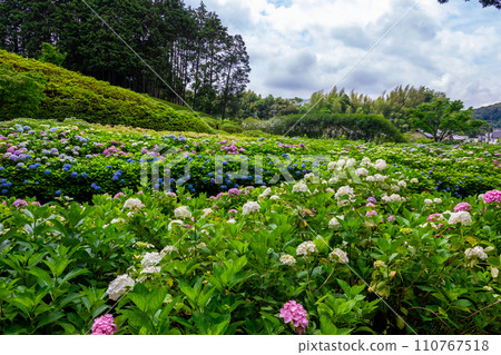 京都府宇治市三室戶寺六月的色彩繽紛的繡球花和多雲的天空 110767518