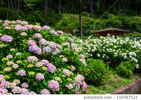 6月,京都府宇治市三室戶寺盛開的淡粉紅色和白色繡球花 6月,京都府宇治市三室戶寺盛開的淡粉紅色和白色繡球花 110767522