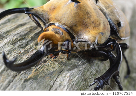 森林裡一棵樹上的大象甲蟲 110767534