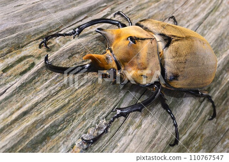 Elephas elephant beetle on a tree in the forest Elephas elephant beetle on a tree in the forest 110767547