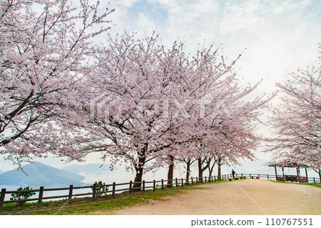 Shiudeyama, a famous place for cherry blossoms recognized by the world Shiudeyama, a famous place for cherry blossoms recognized by the world 110767551