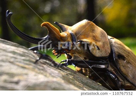 森林裡一棵樹上的大象甲蟲 110767552