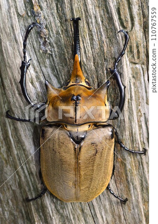 森林裡一棵樹上的大象甲蟲 110767559