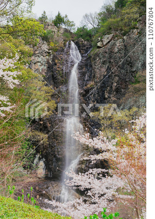 香川縣水豐市豐中町不動瀑布郊野公園的櫻花 香川縣水豐市豐中町不動瀑布郊野公園的櫻花 110767804