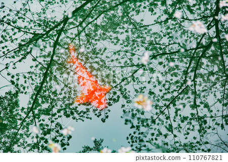 香川縣水豐市豐中町不動瀑布郊野公園的櫻花 110767821